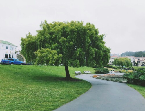 Lesser-Known Parks Around Alamo Square to Avoid Summer Crowds